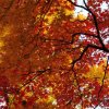 Feuilles d\'automne